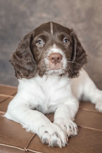 Ready now KC English Springer Spaniel