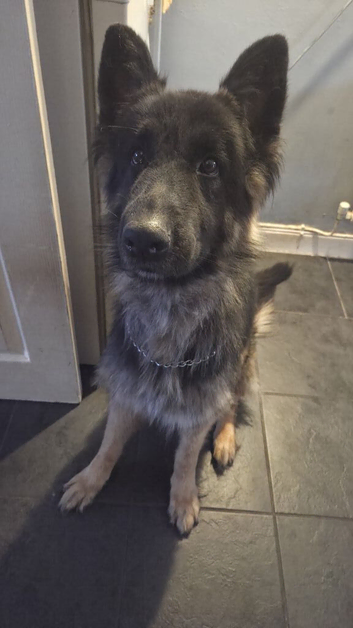 Female german shepard named stella