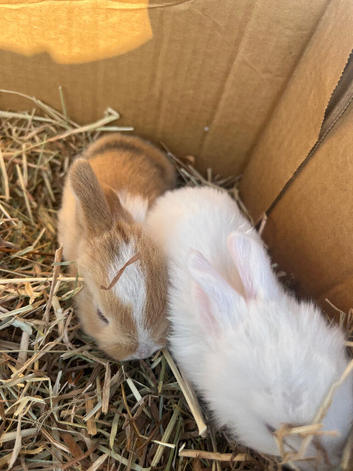 Beautiful lop babies