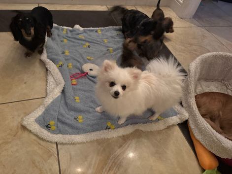 Pomeranian boy fully vaccinated and ready to leave