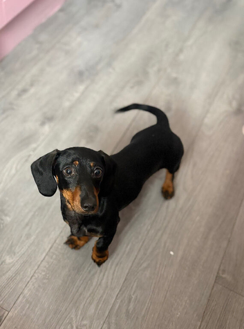 Milo the puppy is for sale