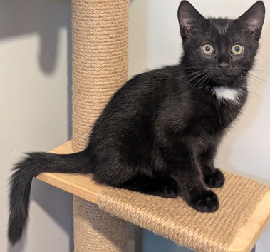 1 male kitten