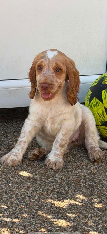 Show cocker spaniel girl nearly 11wk old