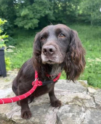 Older boy looking for a home