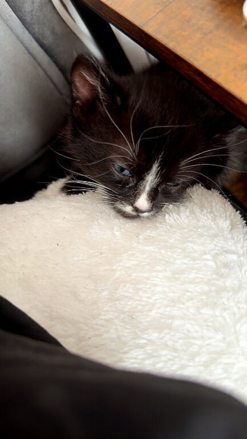 beautiful kitten for sale