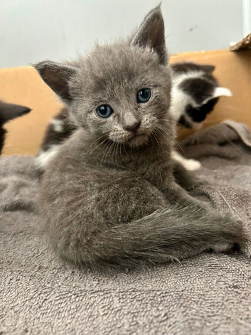 Stunning grey kitten available in 3 weeks