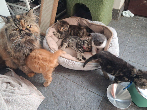 Half persian kittens