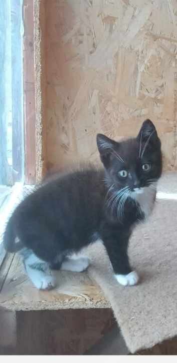 Black and white kitten - cute boy