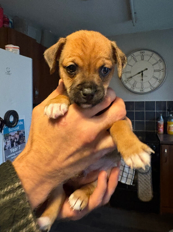 5 adorable 7 week old puppies