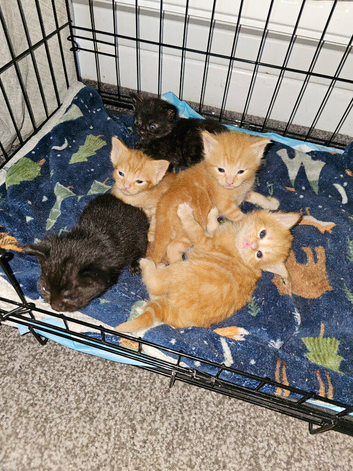 Mixed litter kittens ( ginger females)