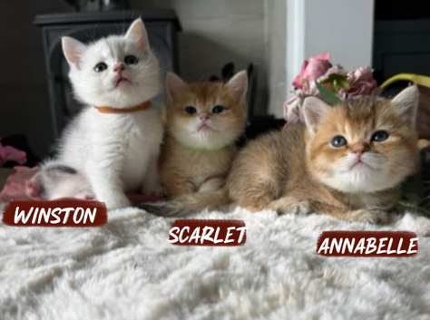 Pedigree BSH Kittens * GCCF Registered * Ready 28th June