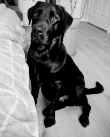 Puppy for sale