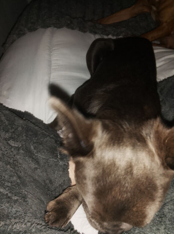 Puppy for sale