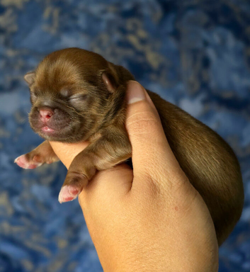 Beautiful Shih Tzu Puppies