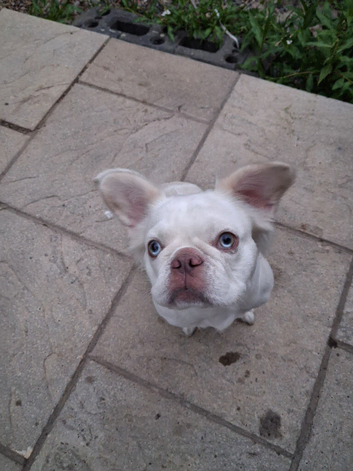 Frenchie x pug