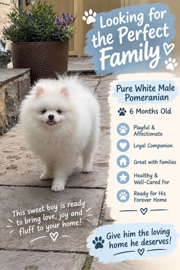 Beautiful Pure White Boy Kc Registered