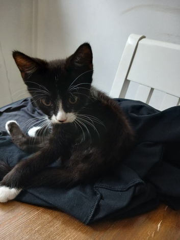 1 male kitten