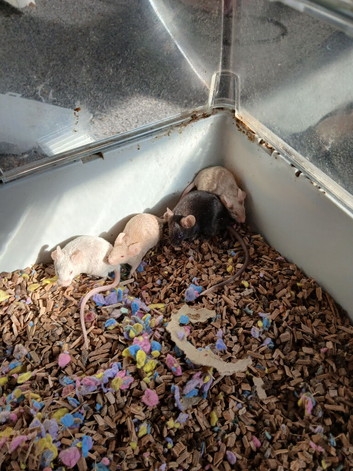 Fancy mice both sexes