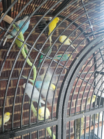 3 cockatiels, 20 budgies, 2 get wing canarys 1 yellow canary 2 diamond doves 7 love birds