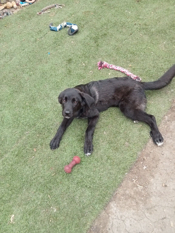 Doris! The gentlest Newfoundland x puppy. Read WHOLE advert.