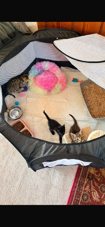 Tabby Kittens
