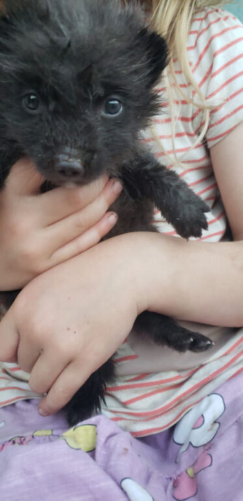 Arctic/Polar Fox Cubs Males Only