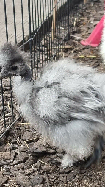 Silkie naked necks unsexed 8 weeks old off heat