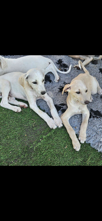 Beautiful 3/4 whippet puppies