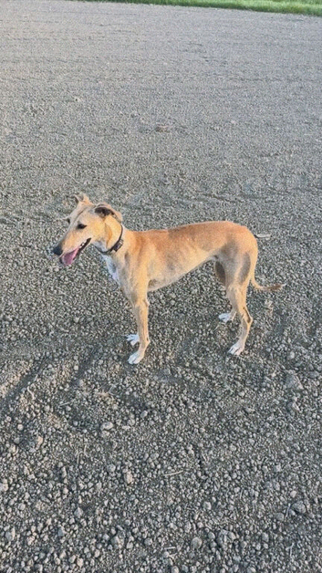 Saluki whippet greyhound