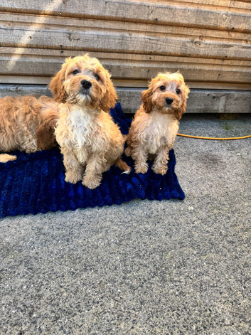 Cavapoo pups love homes only