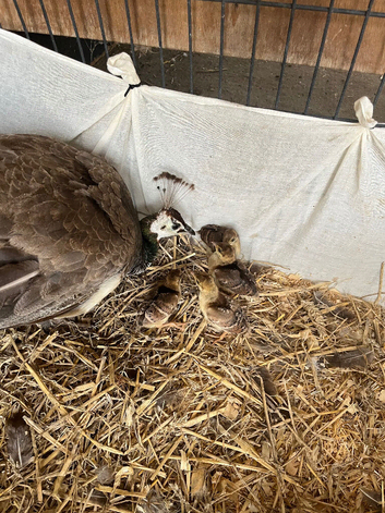 Peahen and 3 chicks