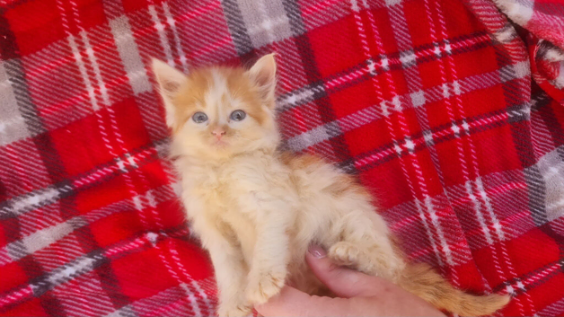 kittens
