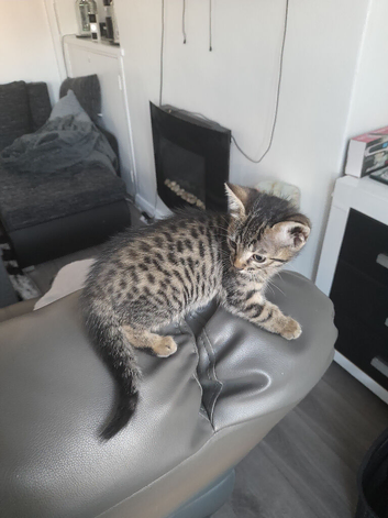 Bengal crossed kittens for sale