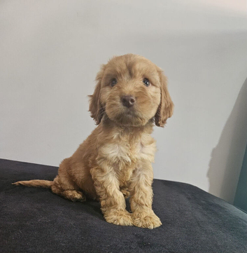 READY NOW COCKAPOO PUPS