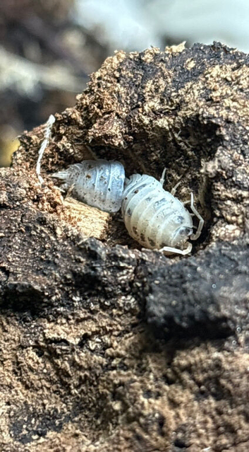 Dairy cow isopods