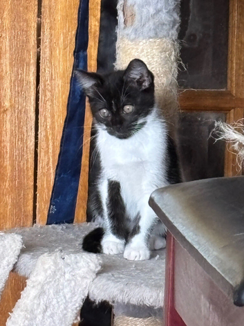 Black & White Kitten