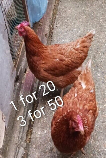 Laying hen and Meat breed chicken