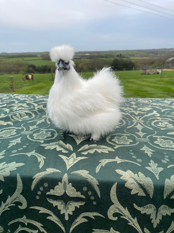 Silkie bantam show birds