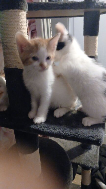 2 male kittens ready now