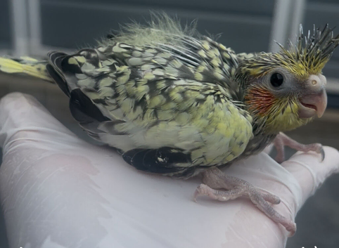 Hend reared Baby cocktail for reservation
