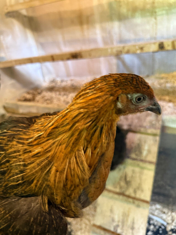 Hybrid hens