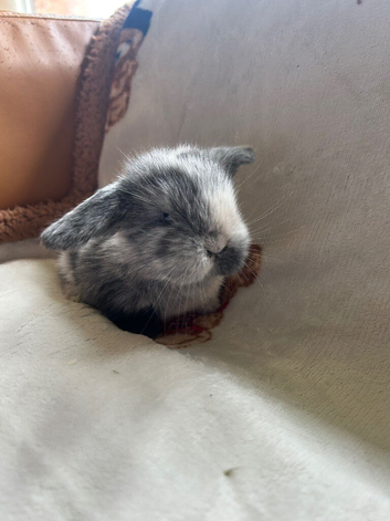 Mini lop babies