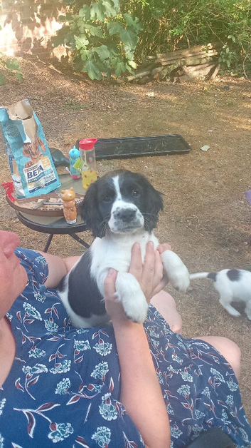 Working cocker pups