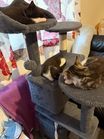 Cats needing forever homes ASAP