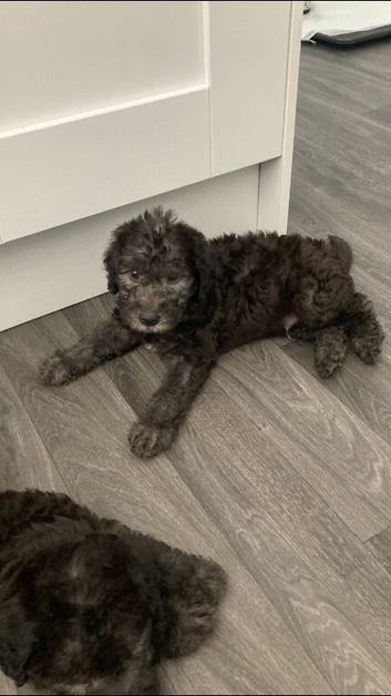 Blue bedlington terrier puppies ONLY 2 BOYS AVAILABLE