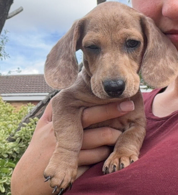 Daxie puppies for Sale