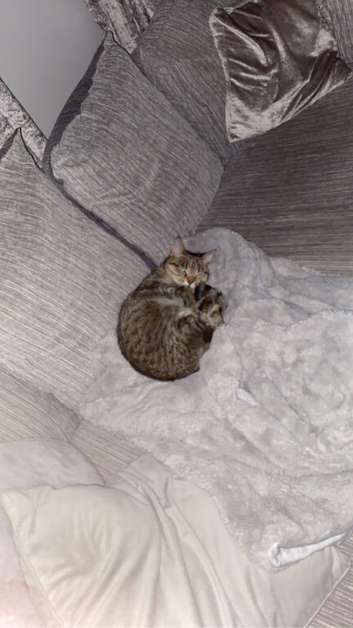 Bengal ( Loving and caring )
