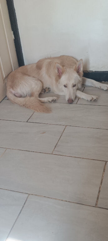 Lilac German shepherd girl 1year old
