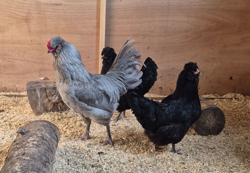 LF black araucana hatching eggs and pekin bantam hatching eggs plus chicks