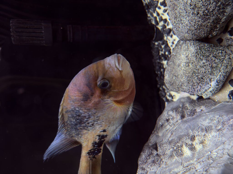 Vieja Red Head Quetzel Cichlid